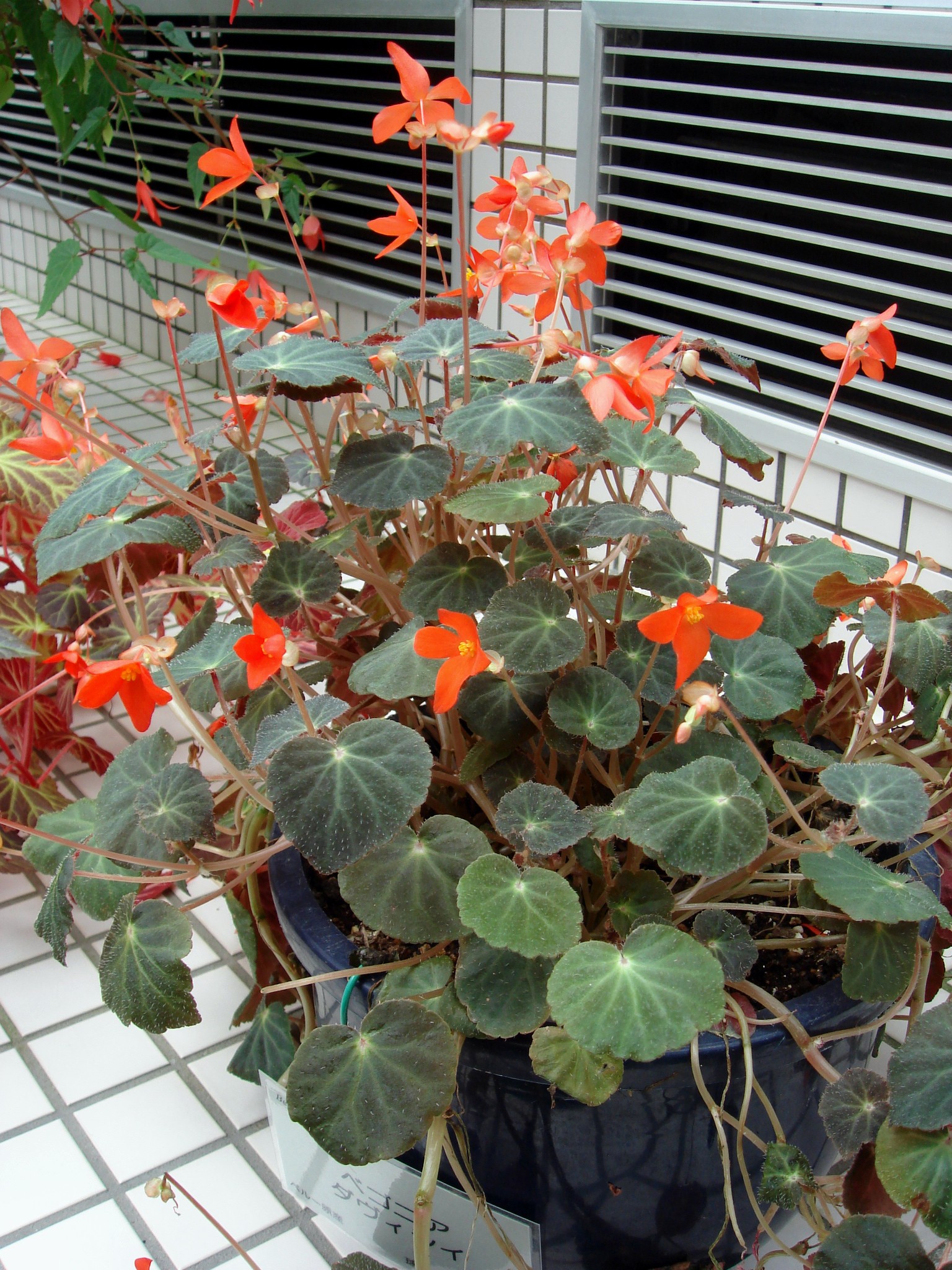 B. davisii